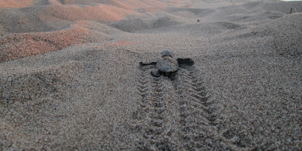 The Great Hatchling Race