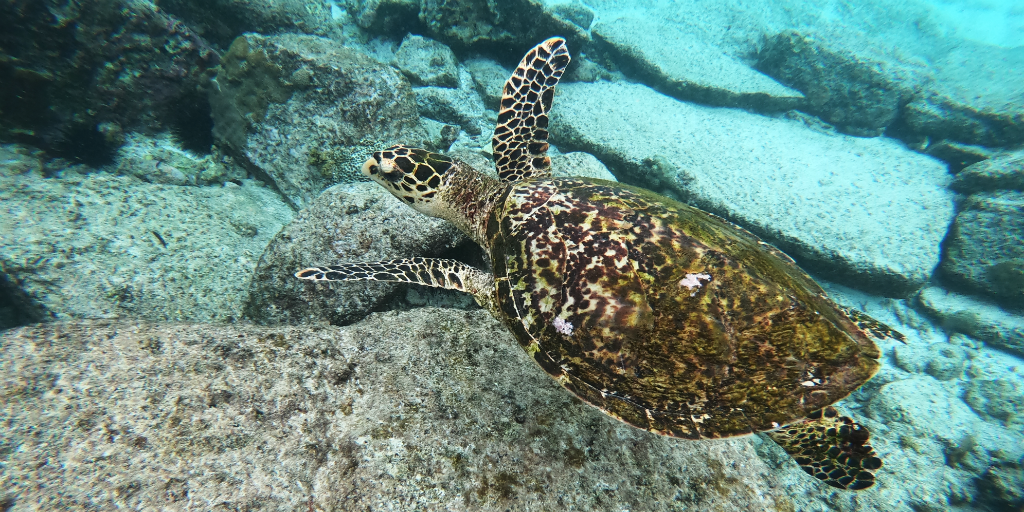 Once in a Lifetime Opportunities on Curieuse Island