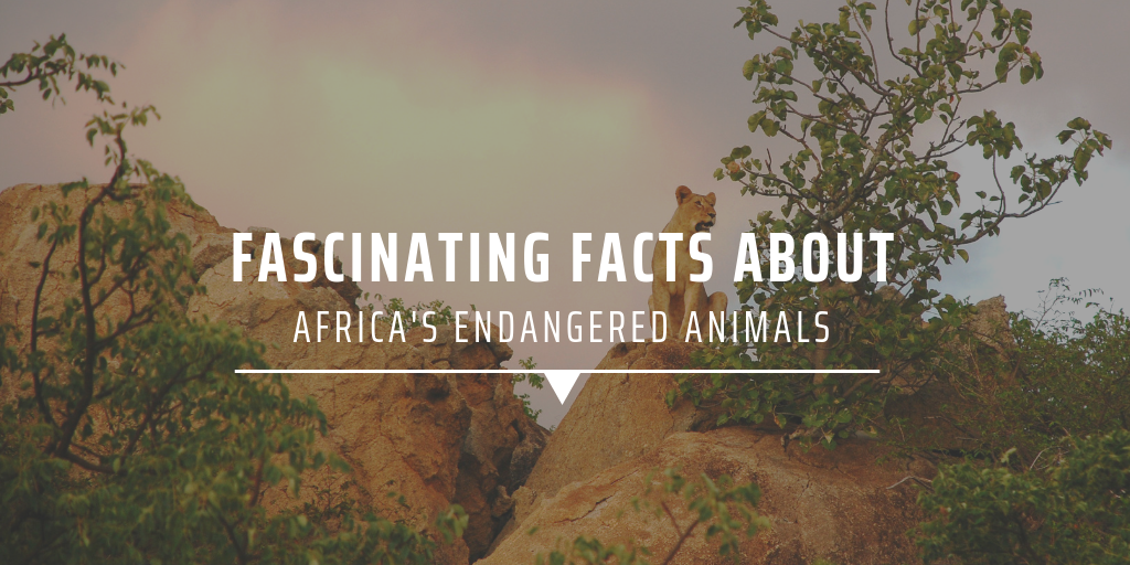 Fascinating facts about Africa's endangered animals