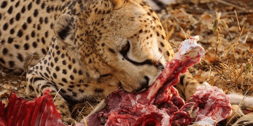 pictures of cheetahs, cheetah diet and eating