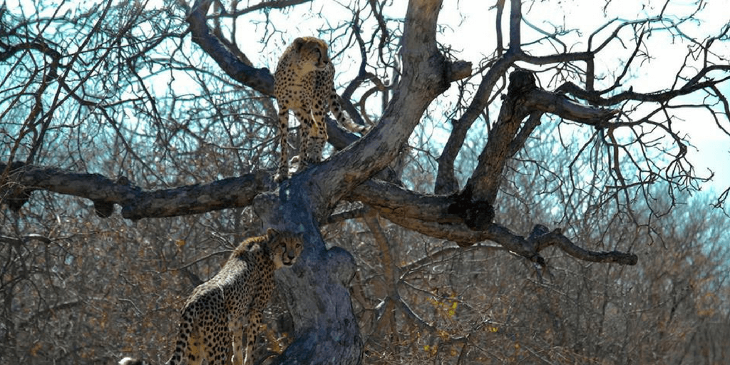 cheetahs in tree