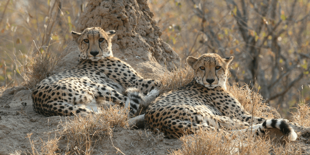 cheetah images, group or coalition of two cheetahs, cheetah resting in savannah