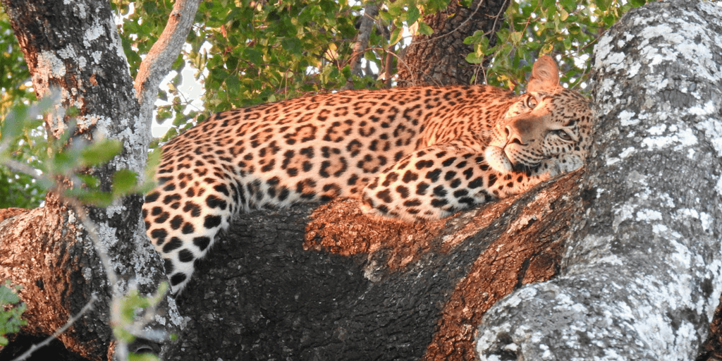 leopard in tree