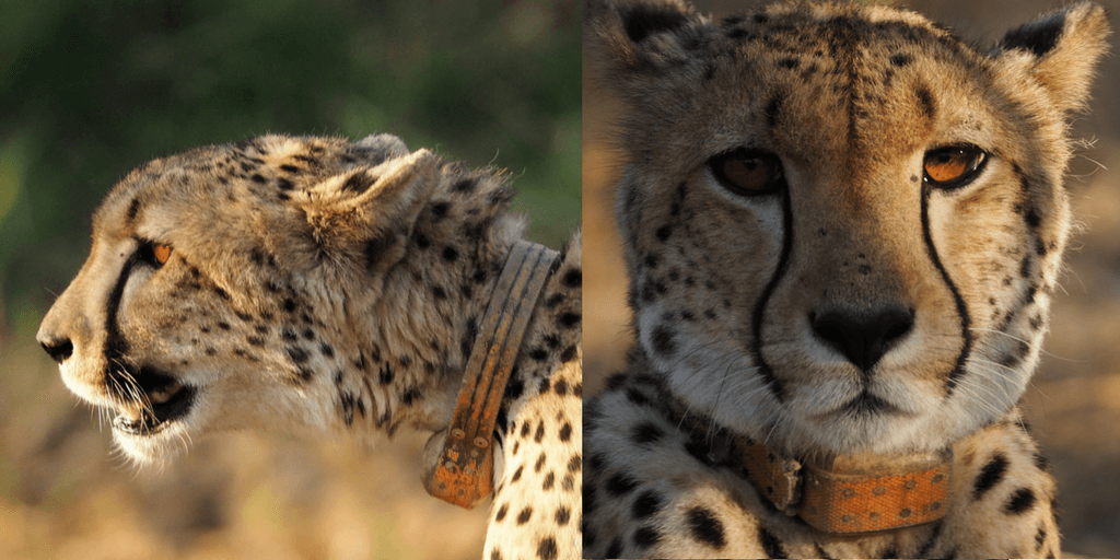 cheetah face image, cheetah side and frontal portrait