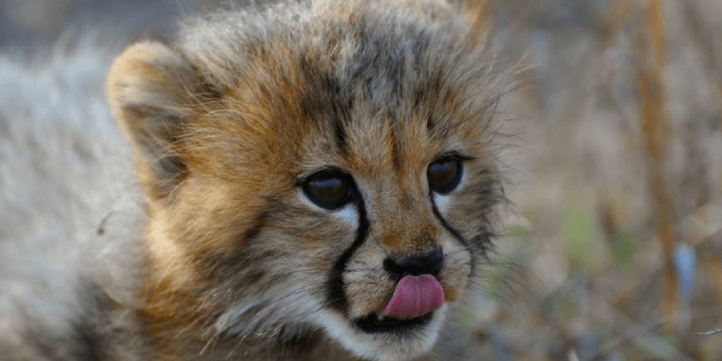 image of baby cheetah's face, baby cheetah portrait