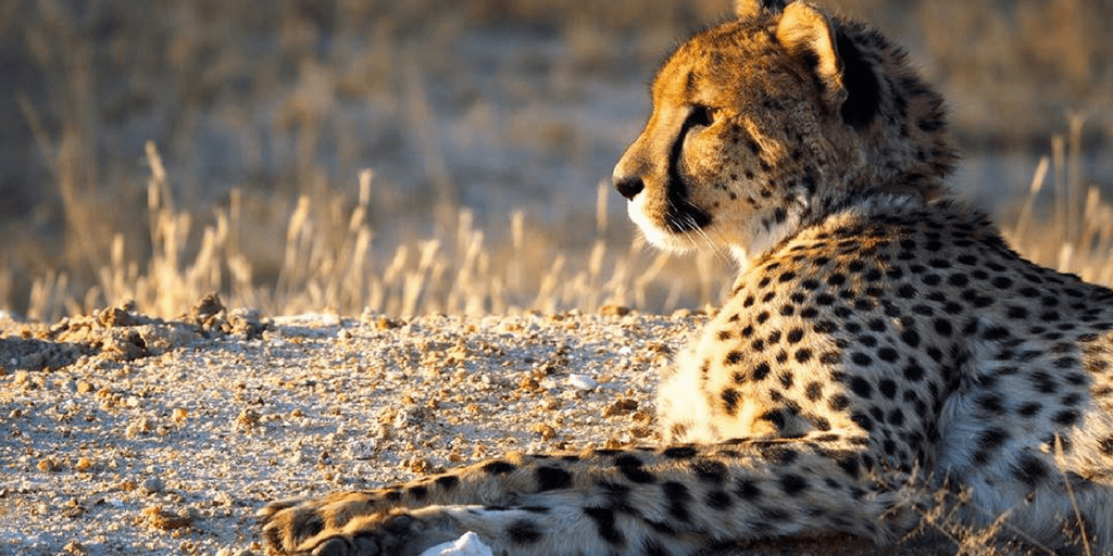 cheetah image, savannah cheetah
