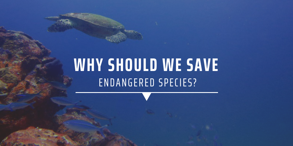 Why should we save endangered species