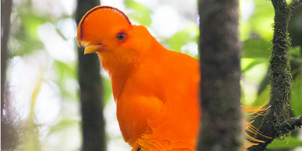 Birds Of Peru Birdwatching From Your Side Of The World Gvi Sa