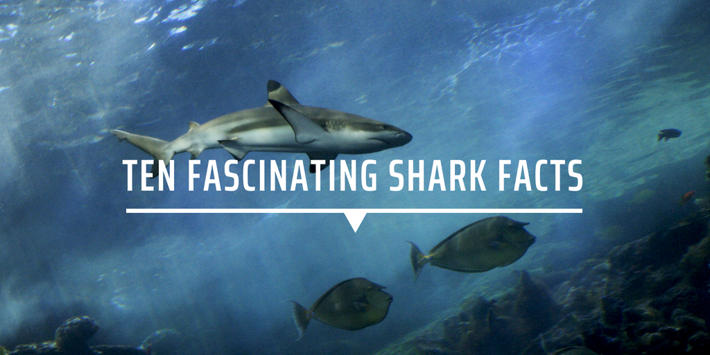 Ten fascinating shark facts