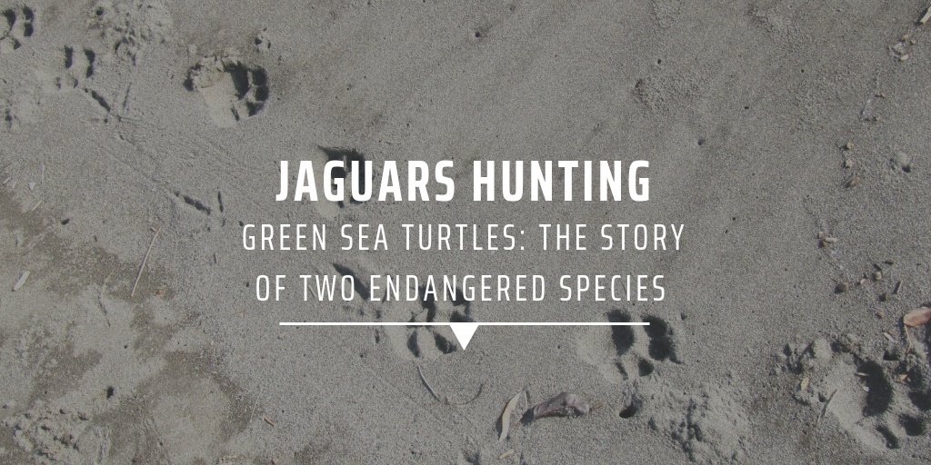 Jaguars hunting green sea turtles: the story of two endangered species