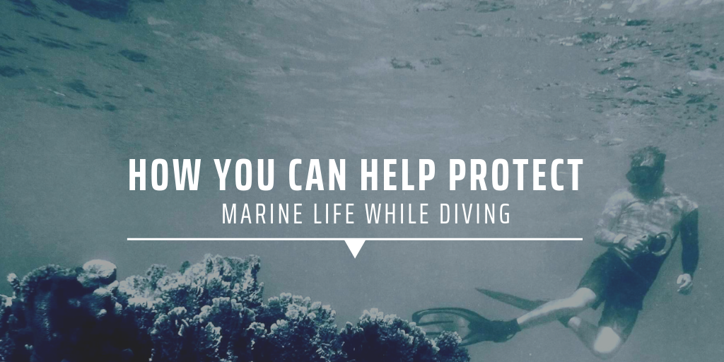 How you can help protect marine life while diving