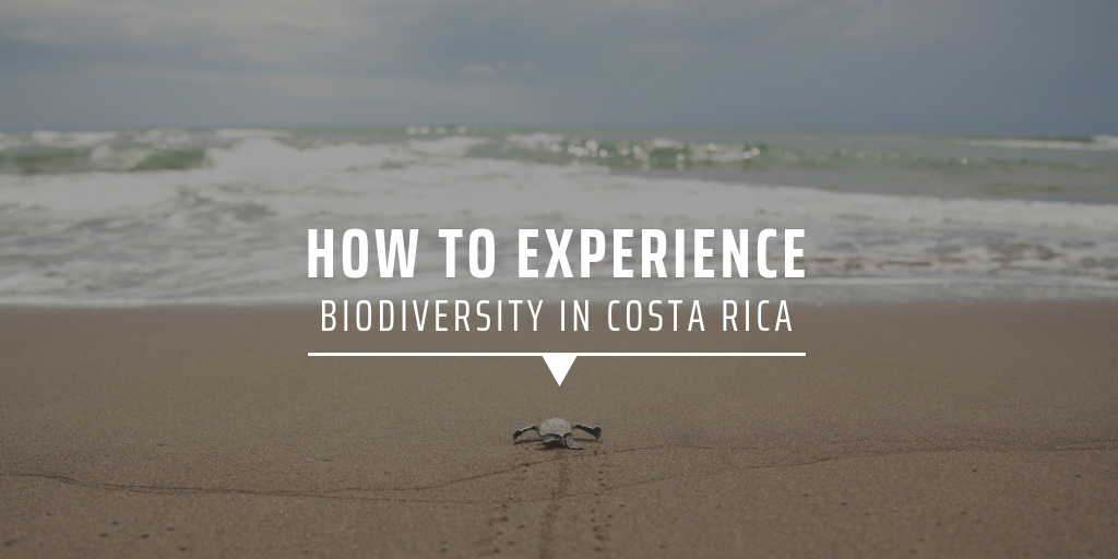 How to experience biodiversity in Costa Rica