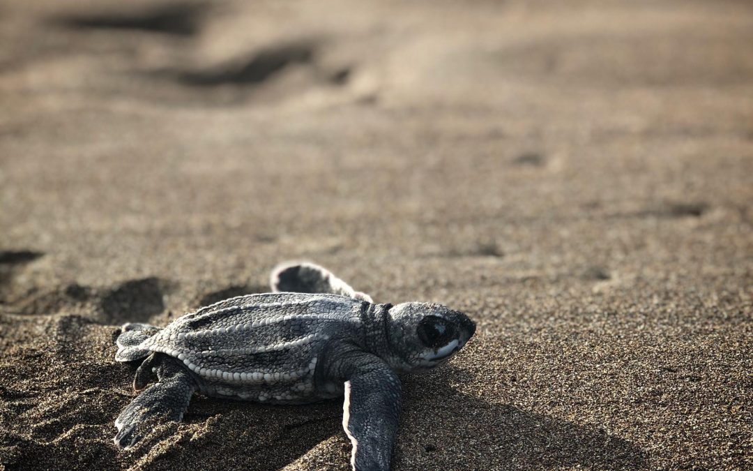 Leatherback sea turtles – the soft shell giants